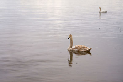 White swan on the baltic sea coast in finland