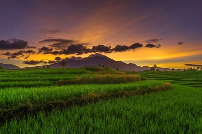 Panoramic indonesia view of green rice terraces and mountains when the morning shines