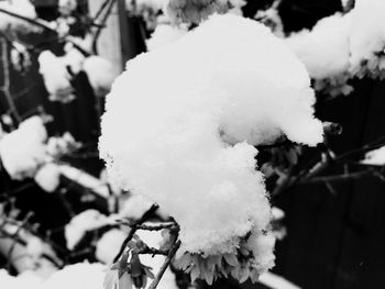 Close-up of snow on leaf during winter