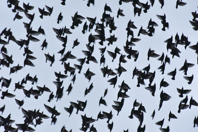 Starlings flying...