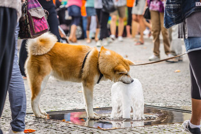 Low section of man with dog standing on street