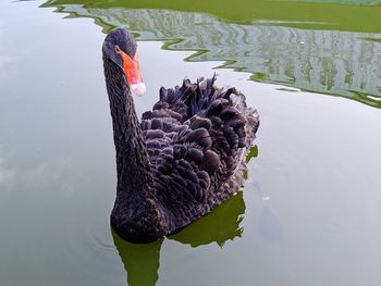 Black swan swimming in lake