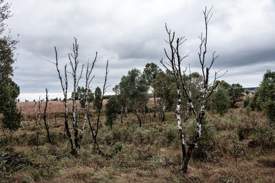 Plants growing on land against sky