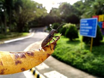 Close-up of insect on road