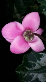 Close-up of pink flowers