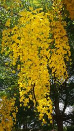 Low angle view of yellow flowering plant