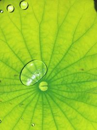 Macro shot of leaf