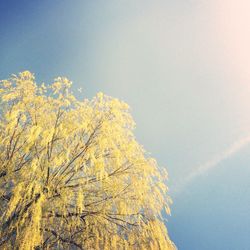 Low angle view of flowers against sky