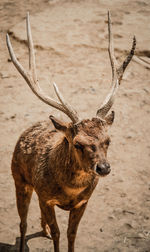 Close-up of deer