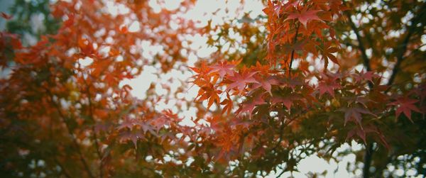 Close-up of maple leaves on tree