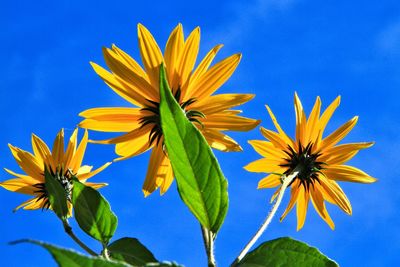 Close-up of yellow flowering plant against blue sky