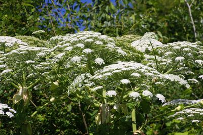 Close-up of snow on plants