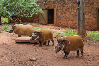 Red river hog