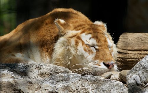 Close-up of a cat resting on rock