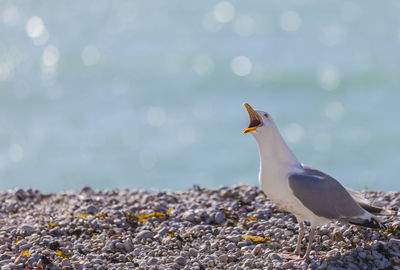 Seagull perching on rock