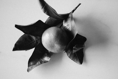 High angle view of fruits hanging on white background