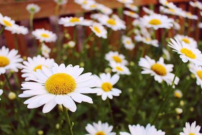 Close-up of daisy flowers blooming in field