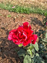 Close-up of red rose blooming on field