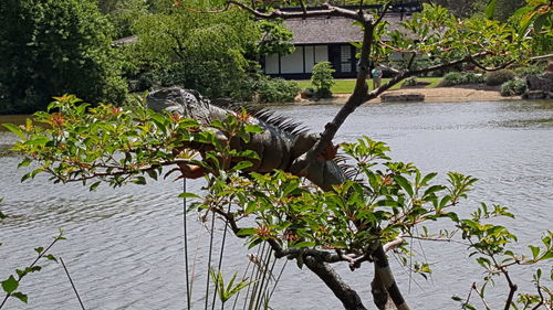 Plant by tree against water