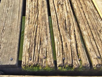 Tree trunk on wooden wall