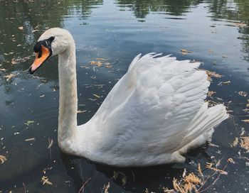 Swan floating on lake