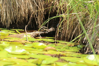 View of duck swimming in lake