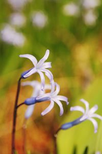 Close-up of white flowers