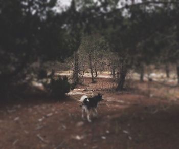 Dog in forest