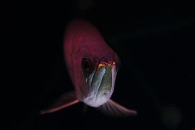 Close-up of fish swimming in aquarium