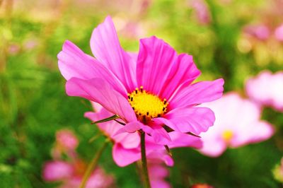 Close-up of pink cosmos flower