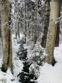 Trees on snow covered landscape