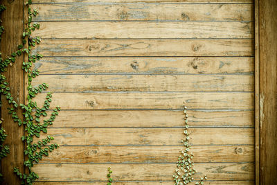 Leaves on wooden wall