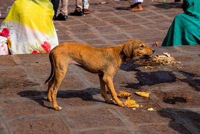 Hungry dull street dog eating his food which is thrown at the street