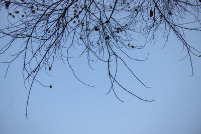 Low angle view of bare tree against clear blue sky