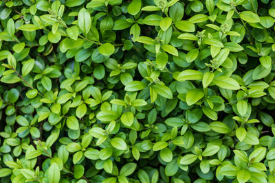 Full frame shot of green leaves