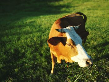 Close-up of cow standing on field