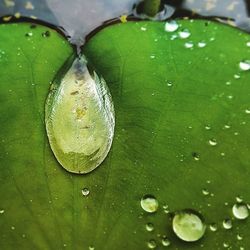 Close-up of water drops on leaf