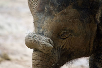 Close-up of elephant