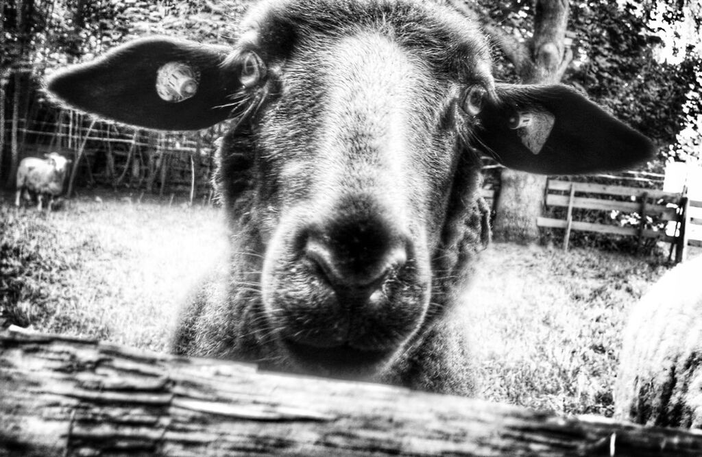 domestic animals, animal themes, mammal, one animal, pets, dog, field, close-up, portrait, animal head, looking at camera, focus on foreground, day, outdoors, grass, no people, front view, animal body part, livestock, horse