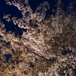 Low angle view of flowering tree