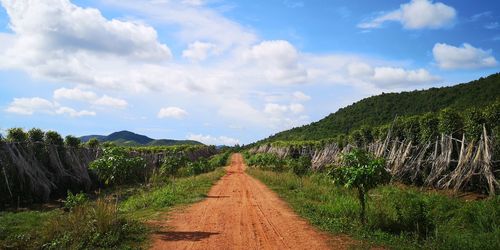 Dirt road along plants and trees against sky