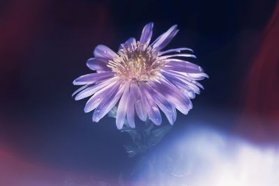 Close-up of purple flower against blue background