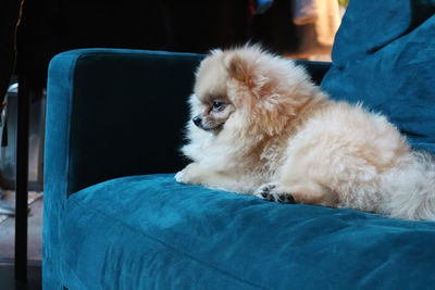 pet