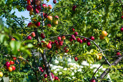 Low angle view of plums growing on tree