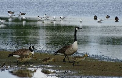 Birds in calm lake