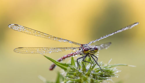 Close-up of insect on flower
