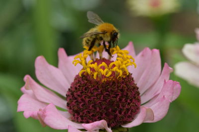 Close-up of bee pollinating on pink flower