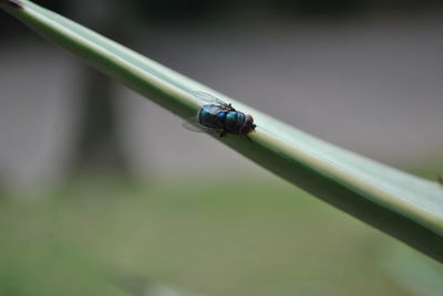 Close-up of fly on leaf