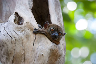 Close-up of a sportive lemur on a tree 
