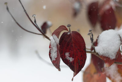 Close-up of red berries on plant during winter